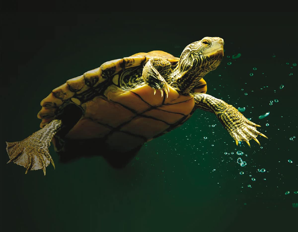 Que mange une tortue d'eau ? Zoom sur des besoins spécifiques